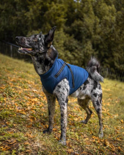 The Best Guide to Picking the Right Winter Coat for Your Dog and Custom Dog Harnesses